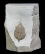 Huntonia Lingulifer (Rare Species) - Oklahoma #66206-2